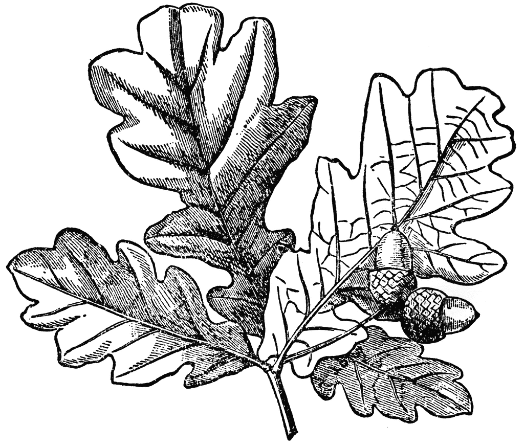 Oak tree leaf clipart