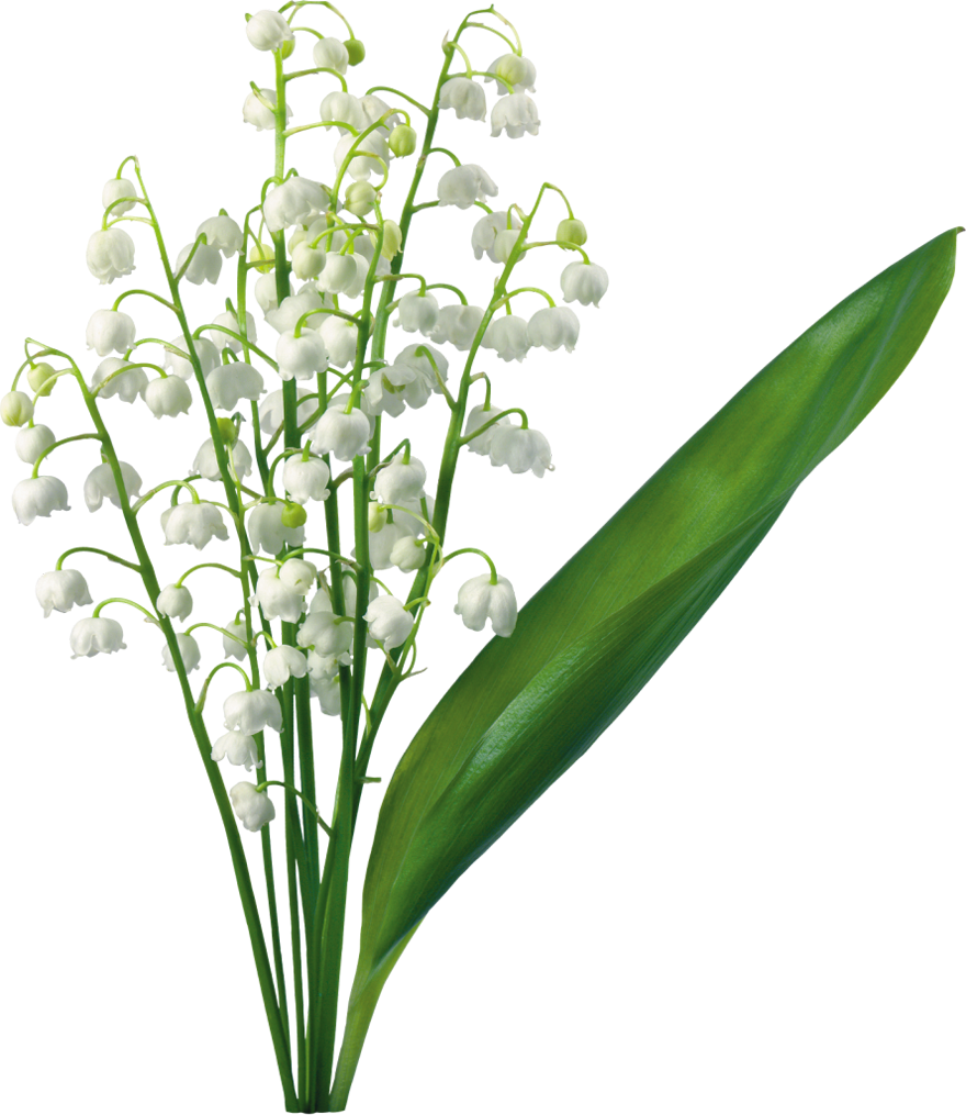 Lily of the Valley Clip Art – Clipart Free Download