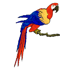 â?· Parrots: Animated Images, Gifs, Pictures & Animations - 100% FREE!