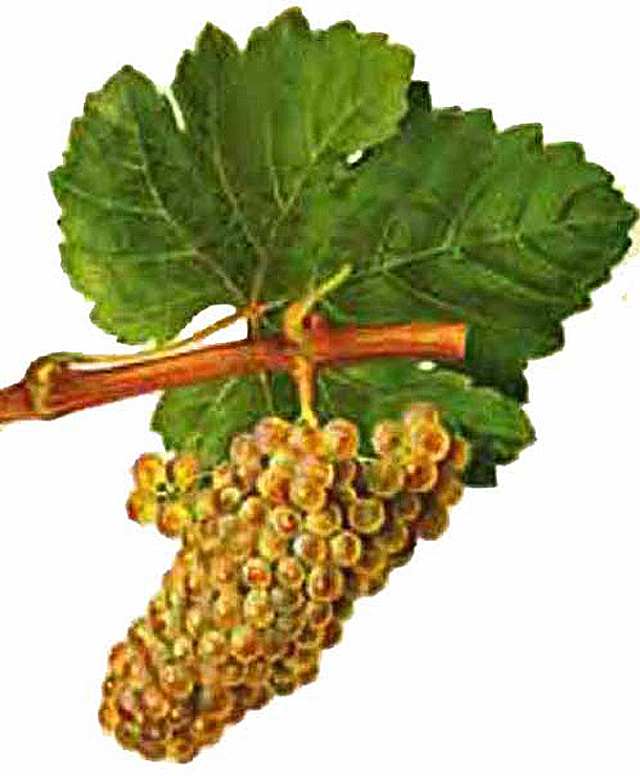 Chenin blanc