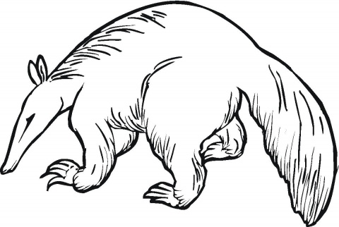 Anteater coloring pages | Super Coloring