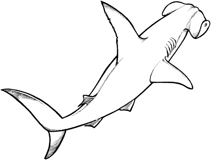 Outline Of A Shark - ClipArt Best