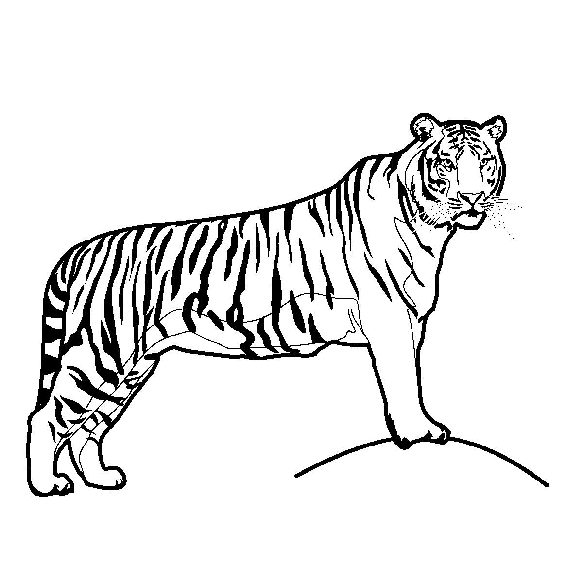 tiger cub clipart bw tiger coloring pages | Printable Coloring