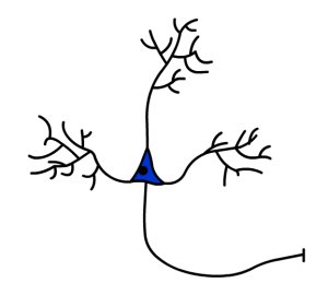 Picture Of Neuron - ClipArt Best