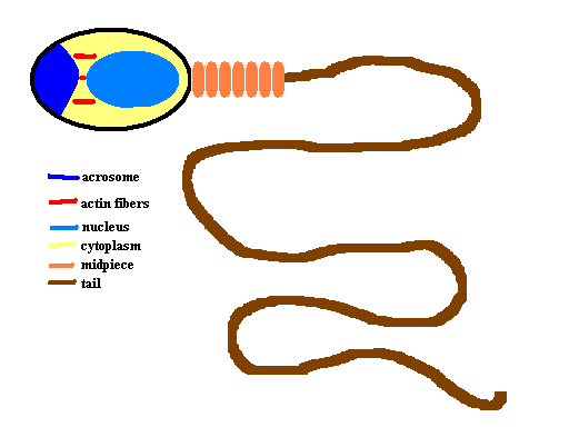 Images of Egg Cell Definition - Jefney