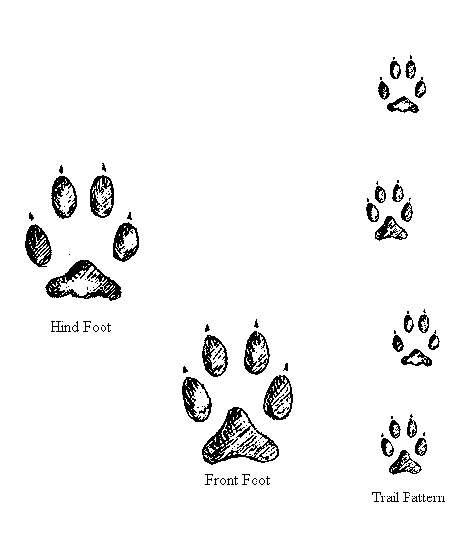 Clipart | Coyotes, Clip Art and Wolves