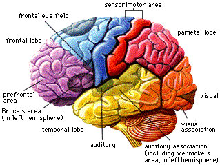 Pics For > The Human Brain For Kids Diagram