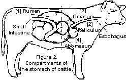 Bovine Rumen - MicrobeWiki