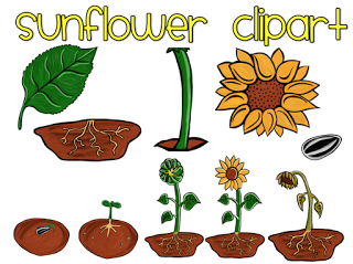 Teacher Laura: Sunflower Life Cycle and Plant Parts and a Freebie!