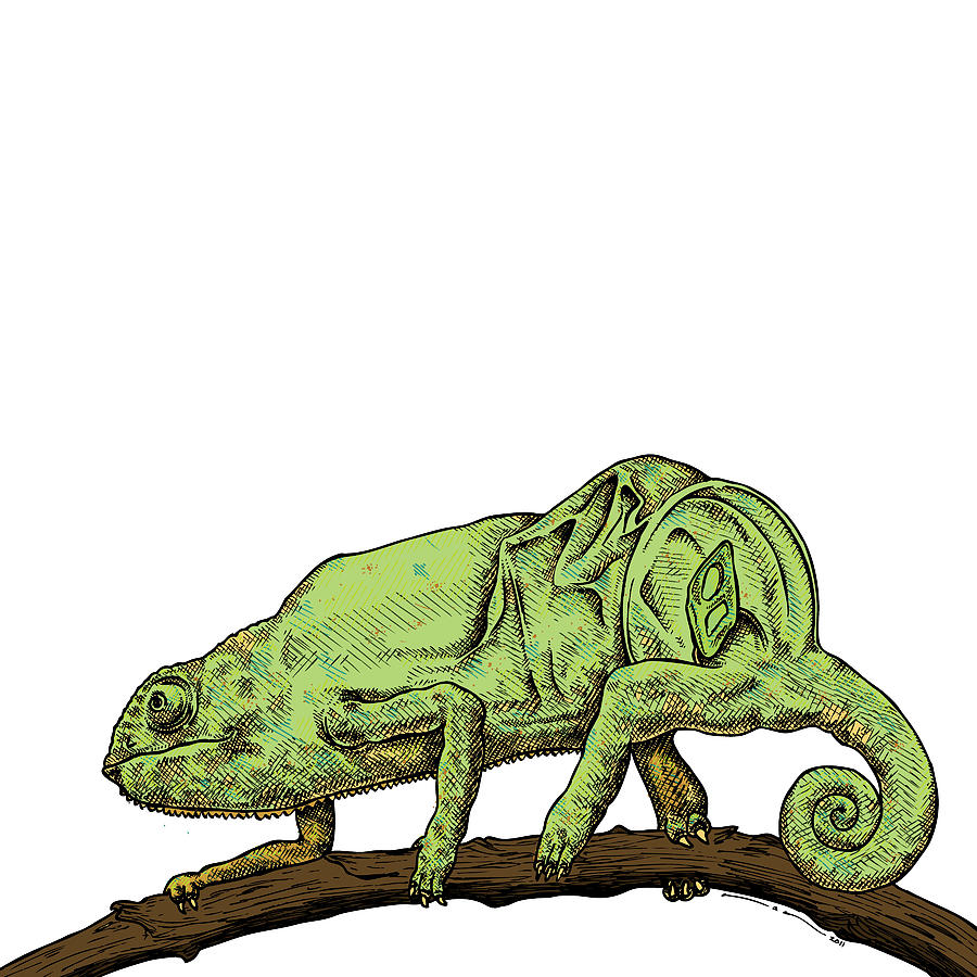 Lizard Drawings Framed Prints, Lizard Drawings Framed Art, and ...