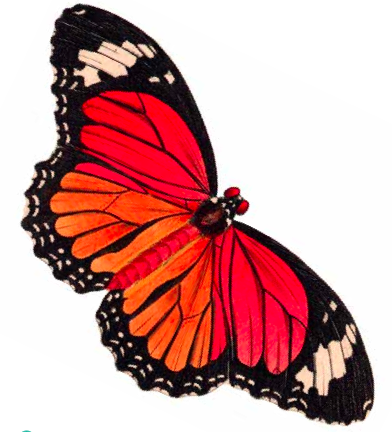7 Best Images of Butterfly Clip Art Printable - Butterfly and ...