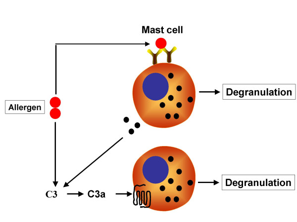 Proposed interaction between FcÎµRI and C3aR leading to mast cell ...