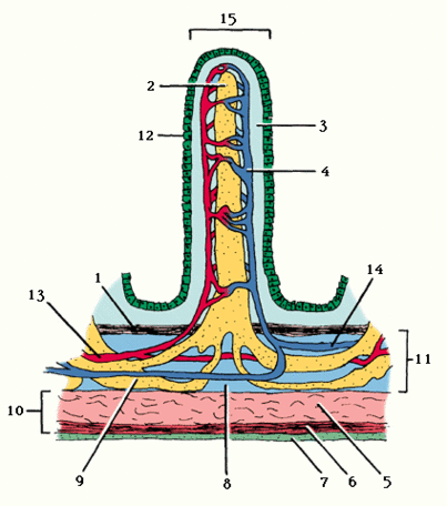 Diagram Of Intestines Clipart - Free to use Clip Art Resource