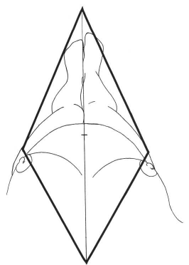 Human Body Line Drawing - ClipArt Best