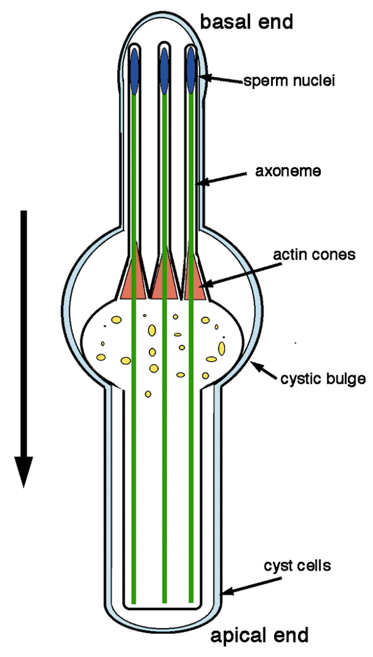 A role for actin dynamics in individualization during ...