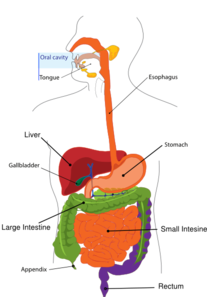 Simplified Digestive System Clip Art - vector clip ...