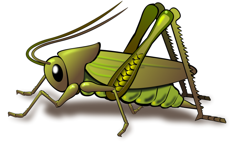 Cricket Insect Clipart