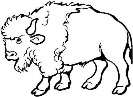 46+ Bison Clip Art