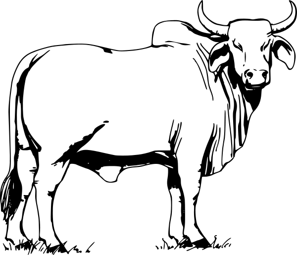 Bull clipart images