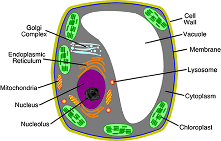 ENVORGANELLES - CHLOROPLAST 2 AB