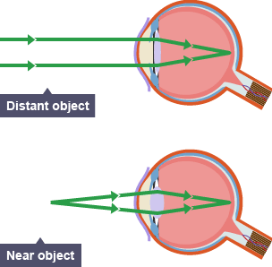 Labeled Eye Diagram Gcse - Juanribon.com