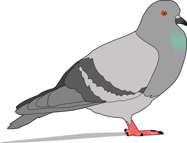 Clipart pigeon
