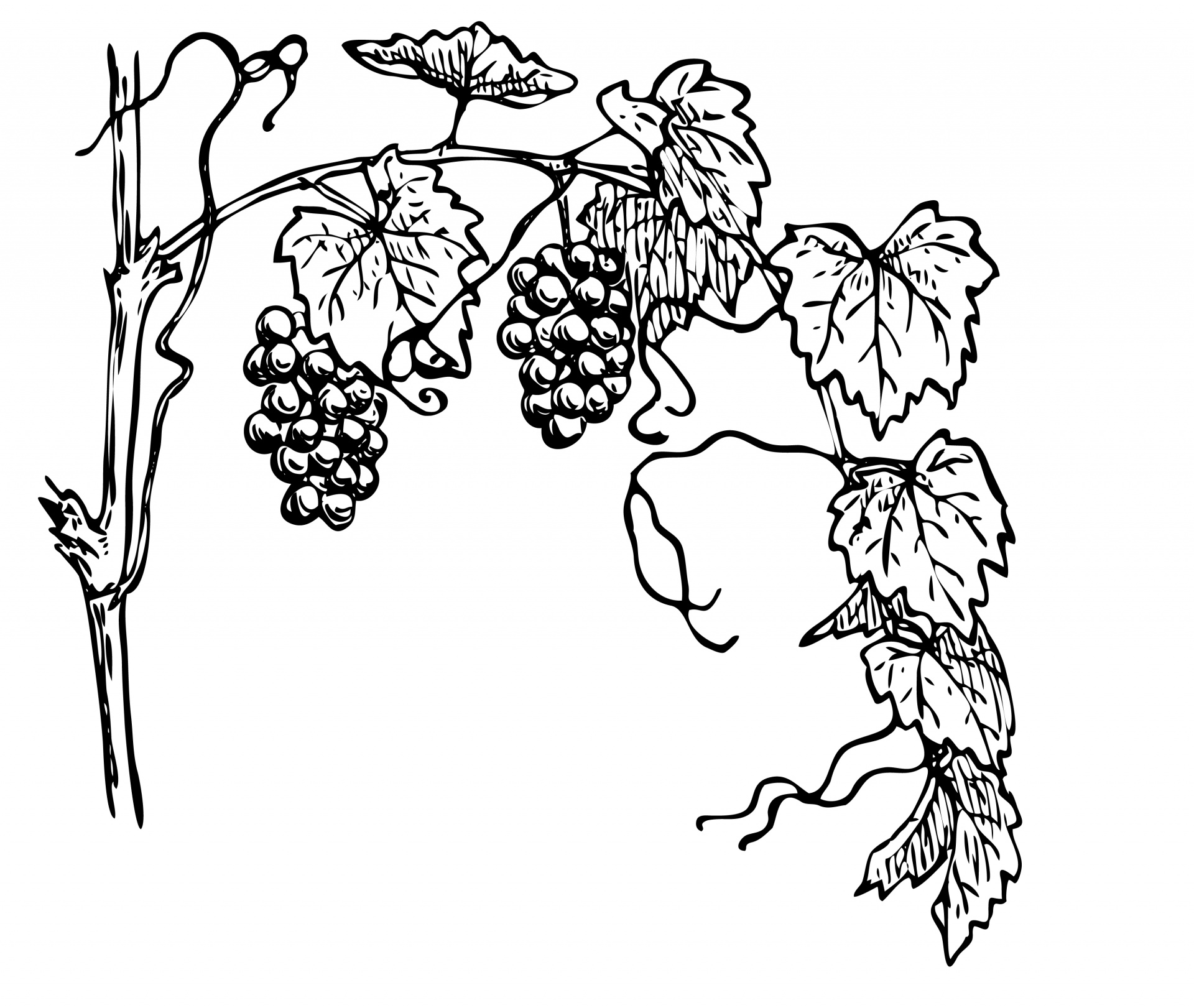 Grapevine Clipart Illustration Free Stock Photo - Public Domain ...