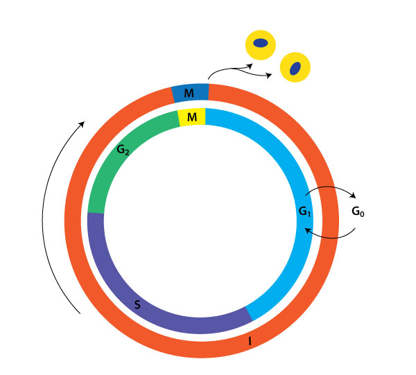 Visionlearning | Biology | Cell Division I