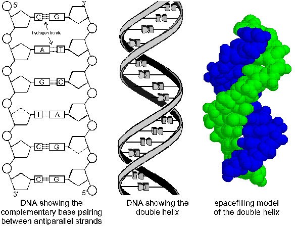 DNA_Notes