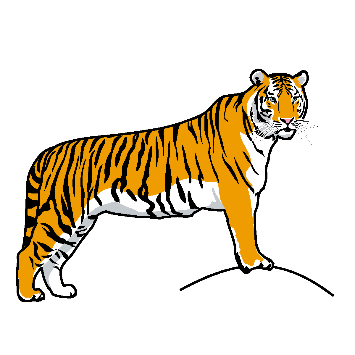 Bengal Tiger Clip Art