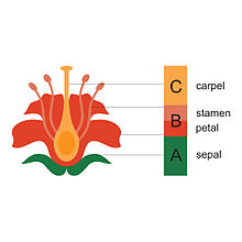 ABC model of flower development - Wikipedia