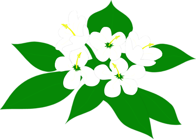 Jasmine Flower Clipart