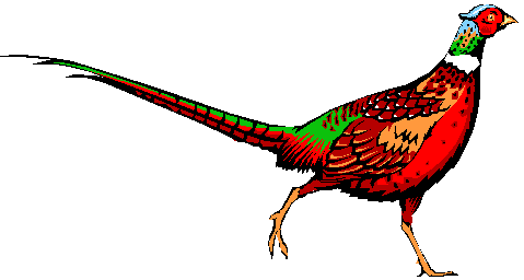 Pheasant Clip Art