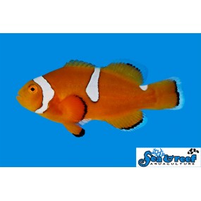 Clownfish