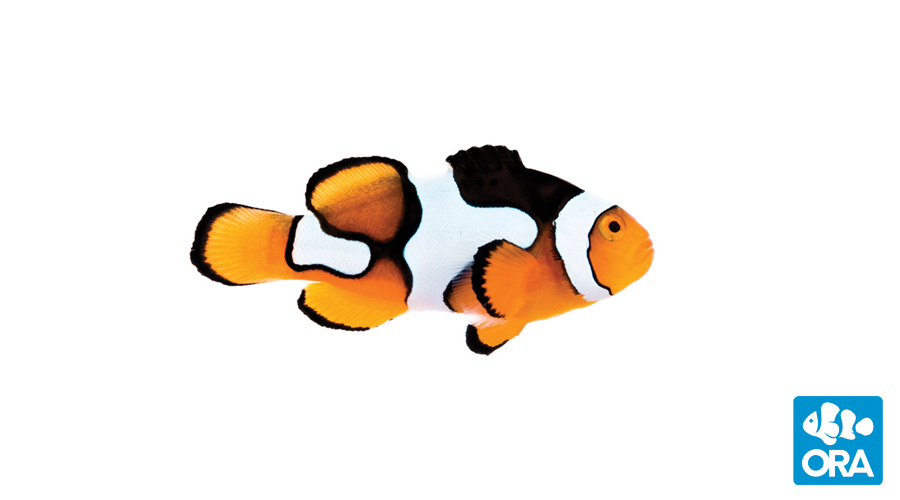 Picasso Clownfish | Amphiprion percula | ORA | Oceans, Reefs ...