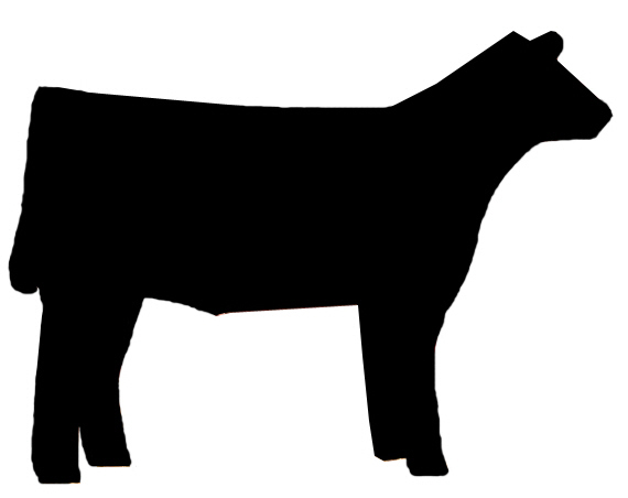 Show cattle clip art