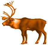 Reindeer Clipart Picture, Reindeer Gif, Png, Icon Image