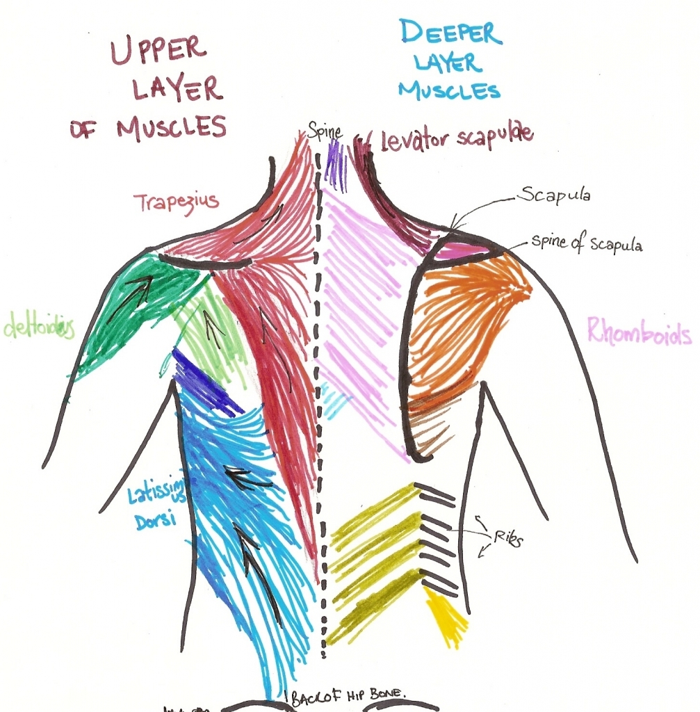 Upper Back Anatomy Muscles Muscles Of The Upper Back Human Anatomy ...