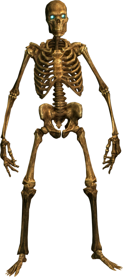 Pics Of Skeletons - ClipArt Best