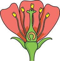 Flower parts clip art