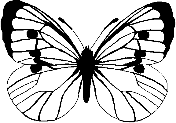 Printable Butterfly With Lines - ClipArt Best