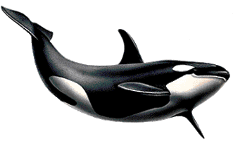 Killer Whale Clip Art Clipart - Free to use Clip Art Resource