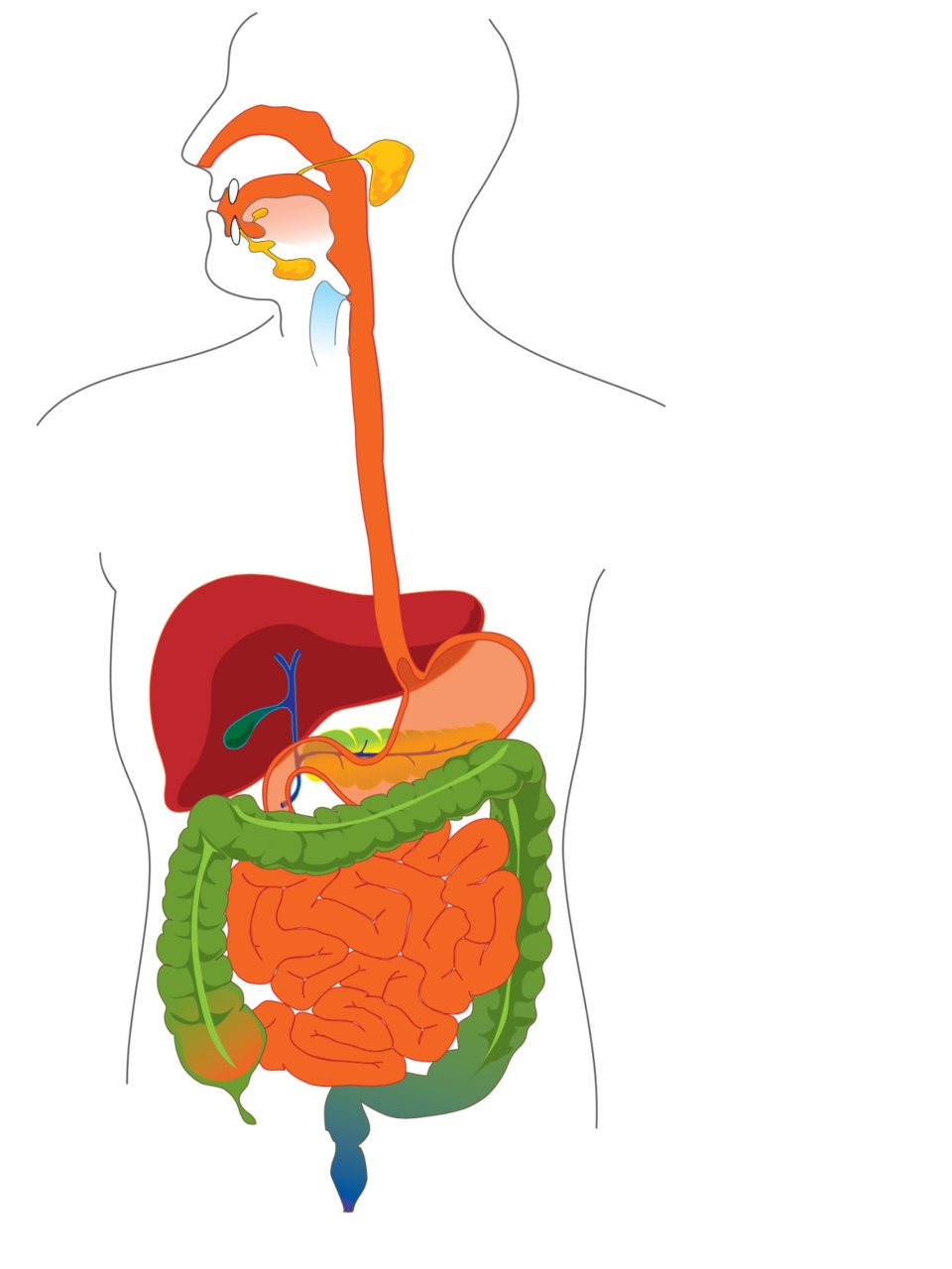 THE DIGESTIVE SYSTEN - ThingLink