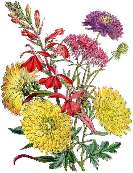 Language, Victorian and Victorian flowers