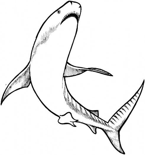 Tiger Shark Clip Art - Free Clipart Images