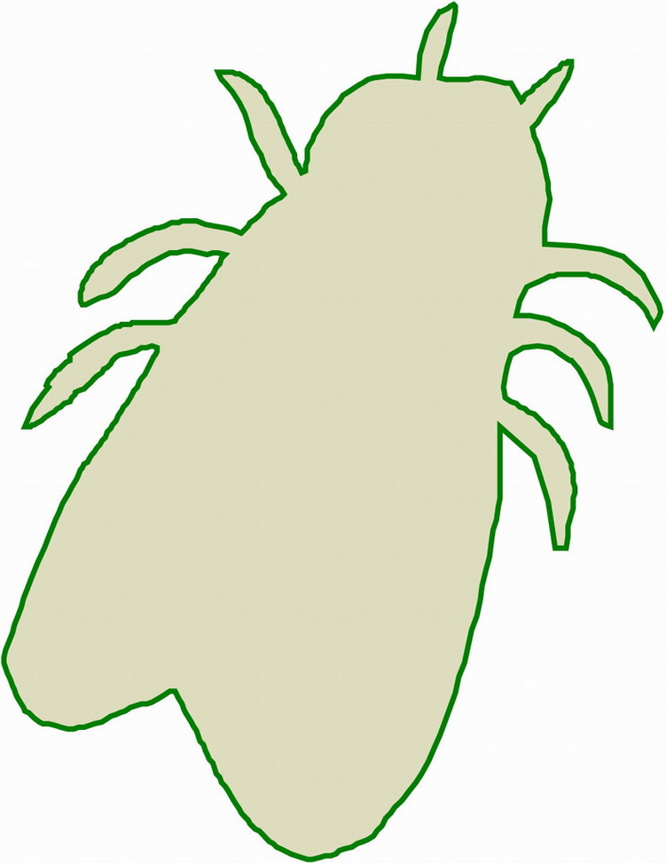 Bug Template Printable Clipart - Free to use Clip Art Resource
