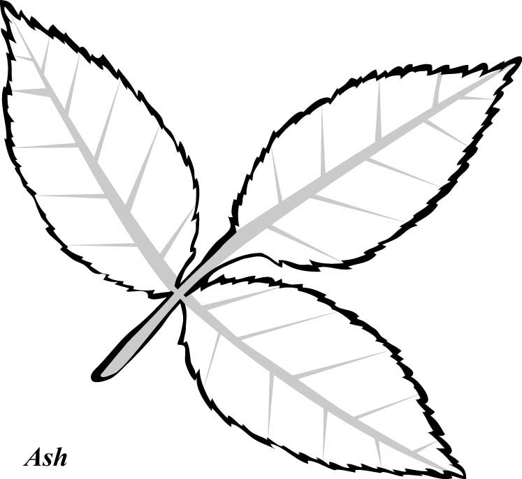 Picture Of A Leaf - AZ Coloring Pages