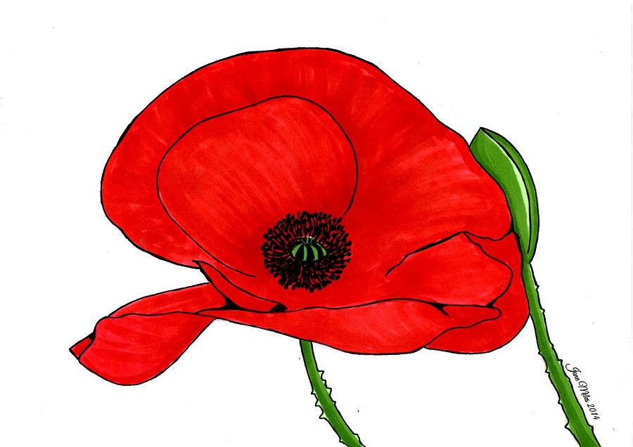 Wild Poppy Drawing by Jane Miles