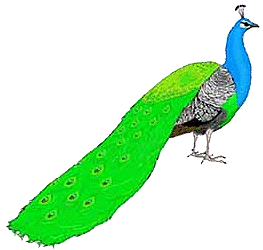 â?· Peacocks: Animated Images, Gifs, Pictures & Animations - 100% FREE!