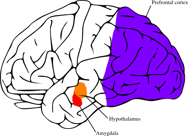 Brain Structures Anger Clip Art - vector clip art ...